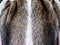 Fur pelts sewn on the textile layout close up