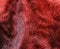 The fur is red karakul lambskin texture, background