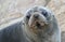 Fur Seal (Arctocephalus forsteri)