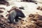 A Fur Seal Arctocephalus forsteri entering the ocean