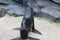 Fur seal on beach