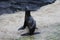 Fur seal on beach