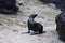 Fur seal on beach