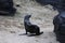 Fur seal on beach