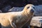 Fur seal colony, arctocephalus pusillus