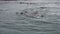 Fur seal dive in water of Pacific Ocean on background coast in Alaska.