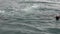 Fur seal dive in water of Pacific Ocean on background coast in Alaska.