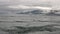 Fur seal dive in water of Pacific Ocean on background coast in Alaska.