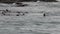 Fur seal dive in water of Pacific Ocean on background coast in Alaska.
