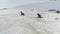 Fur seal family run on snow surface