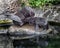 Fur seal female 2