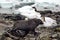 Fur seal in front of gentoo penguins on a rocky beach in Antarctica