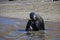 Fur seal grooming with flipper