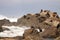 Fur Seal Herd in Rookery