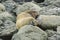 Fur Seal keeping a sharp lookout