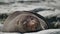 Fur seal lazy sleep in evening at Kaikoura Beach, South Island