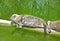 Fur seal lies on concrete, green water