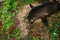 Fur seal lies on a sandy beach with green plants surrounding it