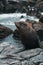 Fur seal lounging on a rocky shoreline, with a serene ocean backdrop