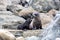 Fur seal mother and her baby