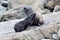 Fur seal mother and her baby together