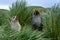 Fur seal pair in Tussac Grass, Prion Island