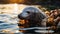 A fur seal peeks out of polluted waters, surrounded by floating garbage