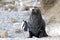 Fur seal peeping from behind the rock