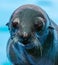 Fur seal portrait on nature