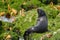 Fur seal posing