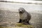 Fur seal puppy