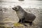 Fur seal puppy