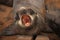 Fur seal puppy shouts on the beach of the Atlantic Ocean