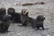 Fur seal pups