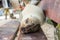 Fur seal relaxing on a bench seat, Galapagos islands