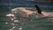 Fur Seal rides astride beluga whale.