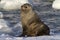 Fur seal that sits in the snow on the shore of southern ocean