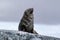Fur seal sitting on rocks in Antarctica