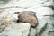 Fur seal sleeping on the shore, Kaikoura