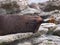 Fur seal sleeping upside down