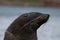 Fur seal, South Georgia