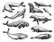 Fur seal, steller sea lion and walrus, ribbon and elephant, earless and harbor seal. Marine creatures, nautical animal