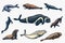 Fur seal, steller sea lion and walrus, ribbon and elephant, earless and harbor seal. Marine creatures, nautical animal