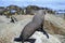 Fur Seal sun bathing