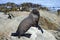 Fur Seal sun bathing