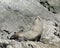 Fur Seal sun bathing