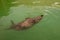 Fur seal swims on its back in green water.