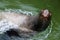 Fur seal swims in seawater