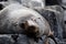 Fur seal - Tasmania