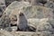 Fur Seal on watch duty